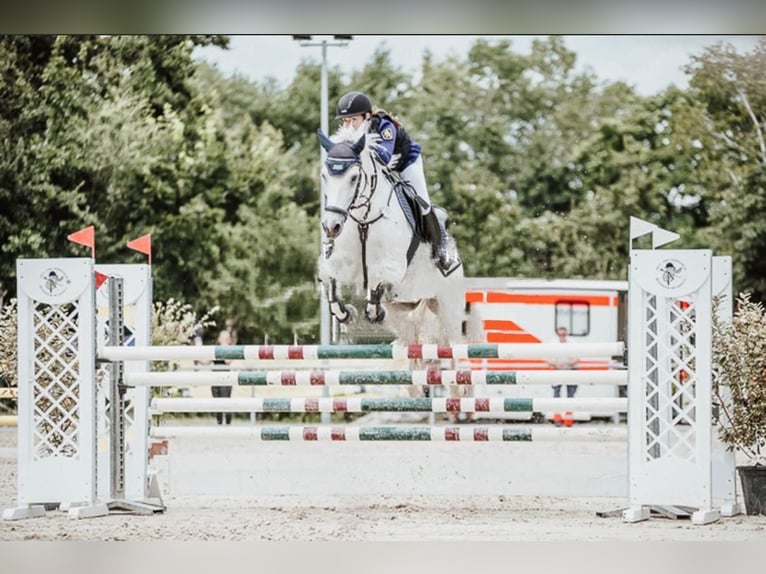 Kuc Connemara Wałach 13 lat 148 cm Siwa in Ludwigshafen am Rhein