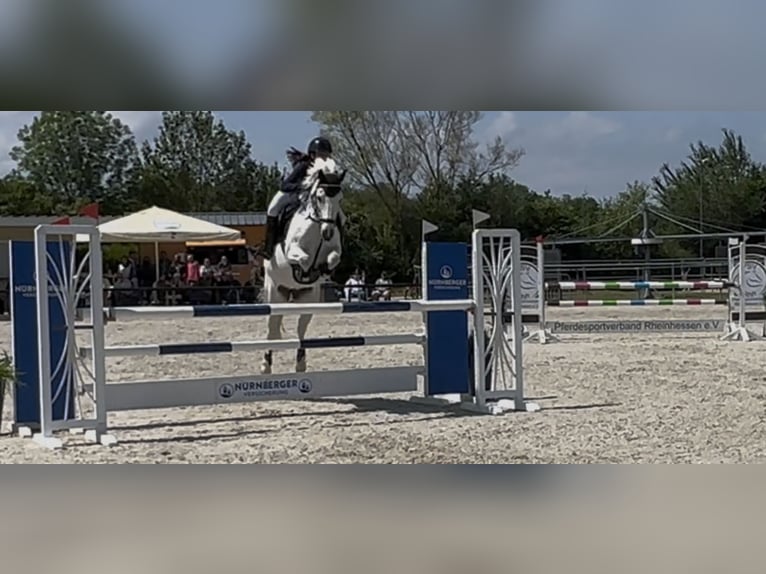 Kuc Connemara Wałach 13 lat 148 cm Siwa in Ludwigshafen am Rhein