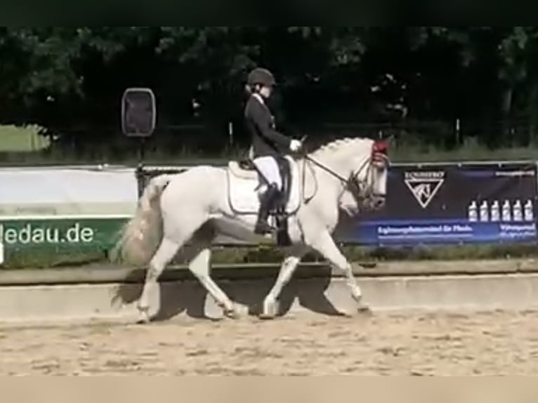 Kuc Connemara Wałach 13 lat 154 cm Siwa w hreczce in Westheim