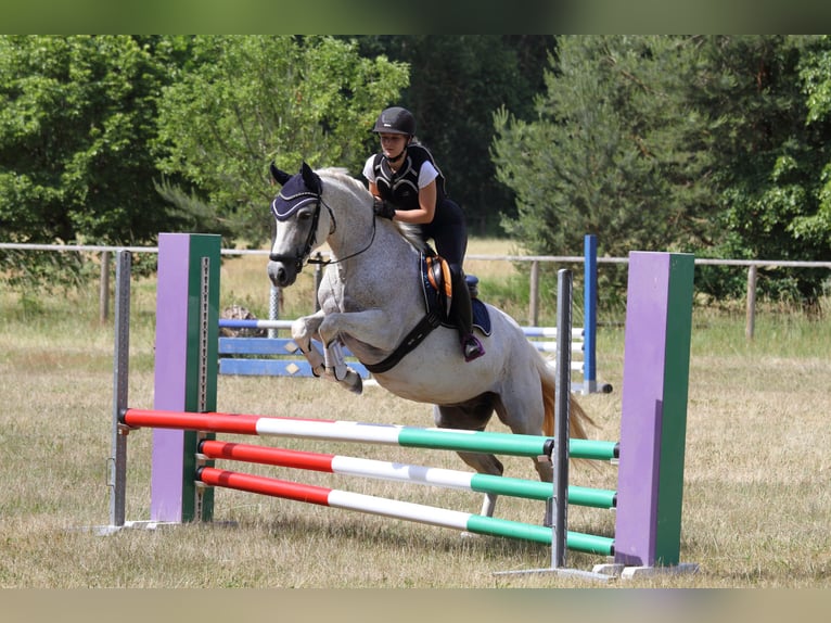 Kuc Connemara Wałach 13 lat 154 cm Siwa w hreczce in Westheim