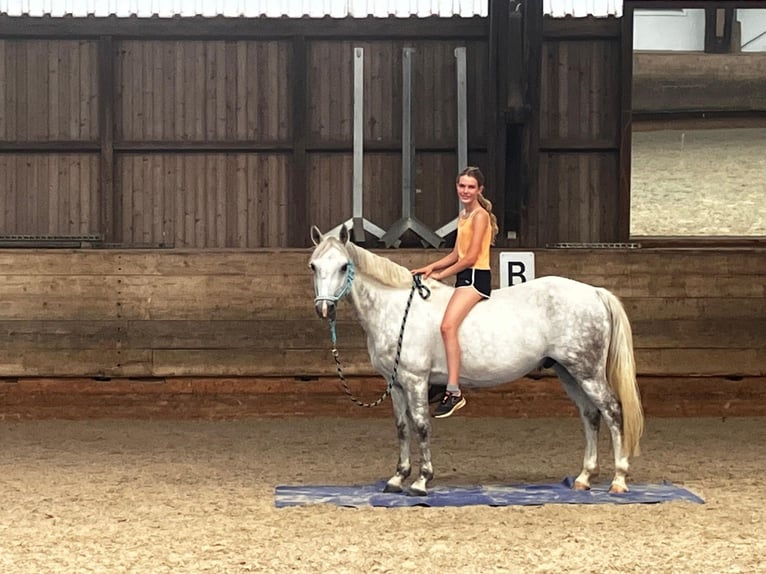 Kuc Connemara Wałach 14 lat 143 cm Siwa jabłkowita in Neckartailfingen