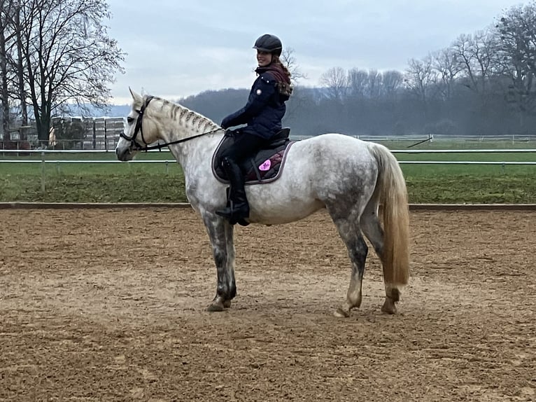 Kuc Connemara Wałach 14 lat 143 cm Siwa jabłkowita in Neckartailfingen