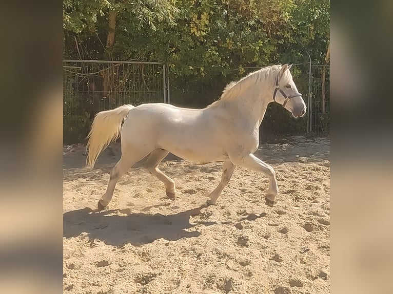 Kuc Connemara Wałach 14 lat 155 cm Siwa w hreczce in Lage