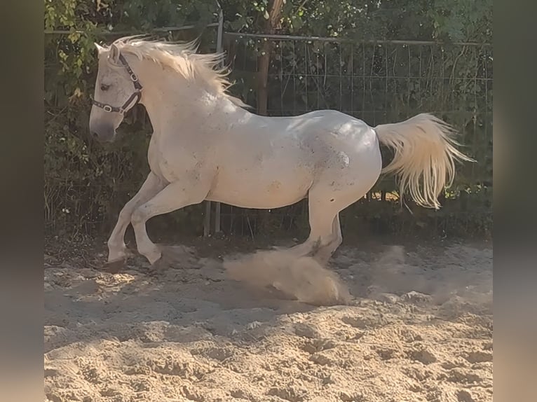 Kuc Connemara Wałach 14 lat 155 cm Siwa w hreczce in Lage
