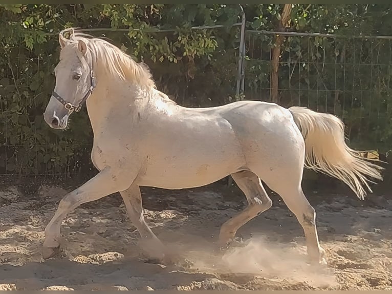 Kuc Connemara Wałach 14 lat 155 cm Siwa w hreczce in Lage