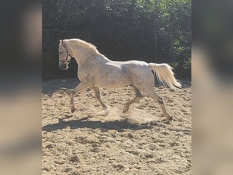 Kuc Connemara Wałach 14 lat 155 cm Siwa w hreczce in Lage