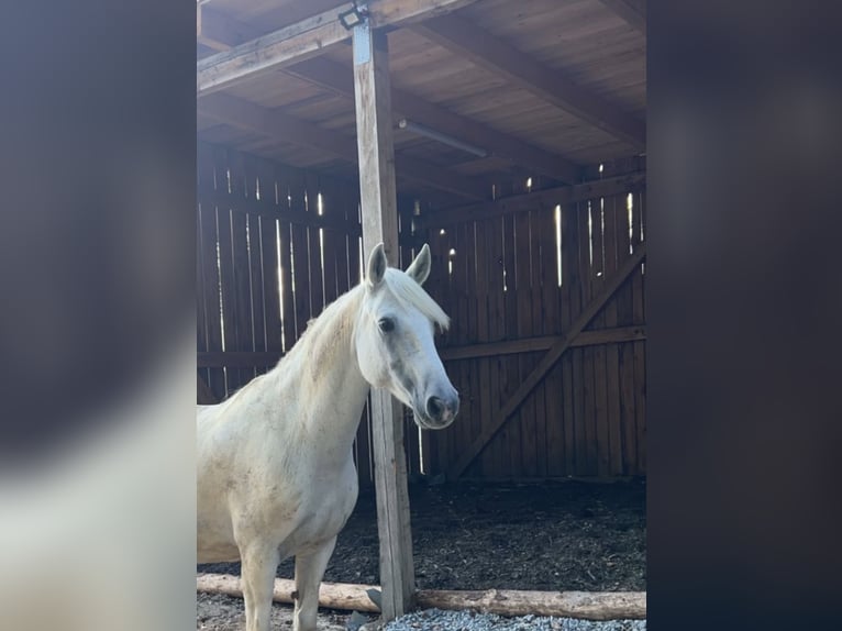 Kuc Connemara Wałach 15 lat 143 cm Siwa in Lichtenfels