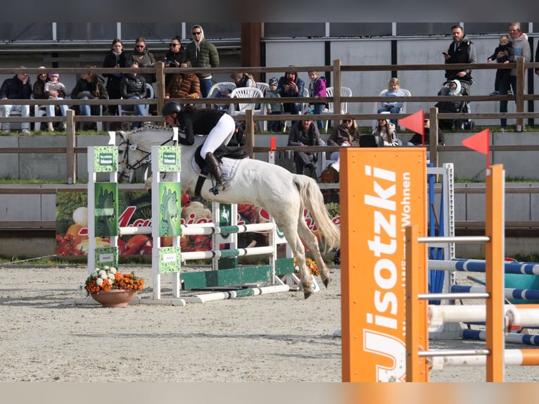 Kuc Connemara Wałach 16 lat 158 cm Siwa in Adelheidsdorf