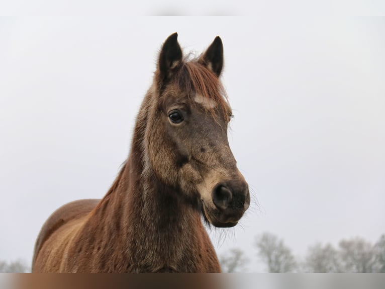 Kuc Connemara Mix Wałach 19 lat 146 cm Bułana in Neuching