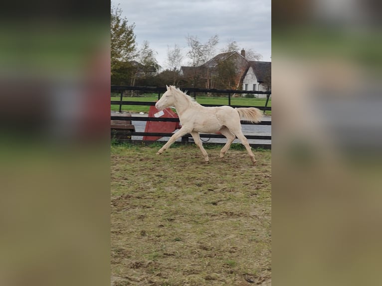 Kuc Connemara Wałach 1 Rok 148 cm Cremello in Galway