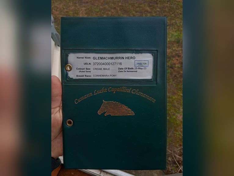 Kuc Connemara Wałach 2 lat 130 cm in Dhronecken