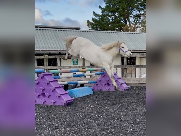 Kuc Connemara Wałach 2 lat 145 cm Biała in Kenmare