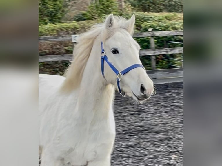 Kuc Connemara Wałach 2 lat 145 cm Biała in Kenmare