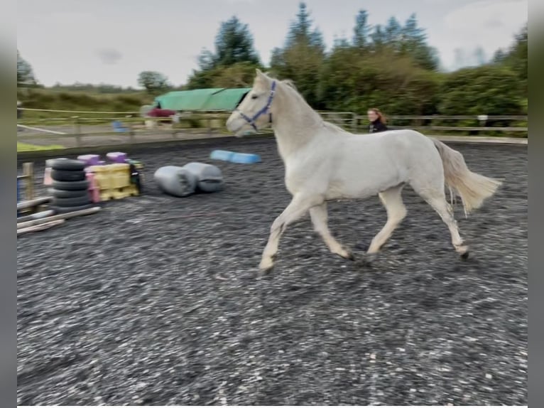Kuc Connemara Wałach 2 lat 145 cm Biała in Kenmare