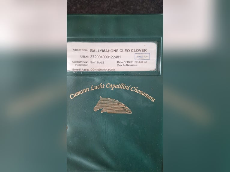 Kuc Connemara Wałach 2 lat 145 cm Biała in Kenmare