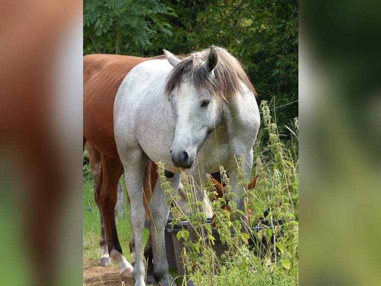 Kuc Connemara Wałach 2 lat Siwa in Grävenwiesbach