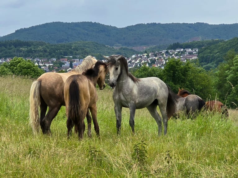 Kuc Connemara Wałach 2 lat Siwa in Grävenwiesbach