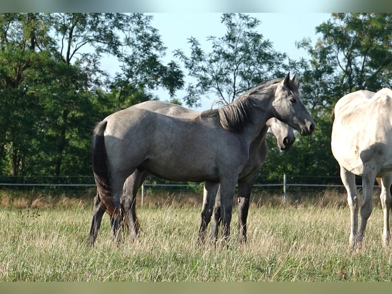 Kuc Connemara Wałach 2 lat Siwa in Straskov