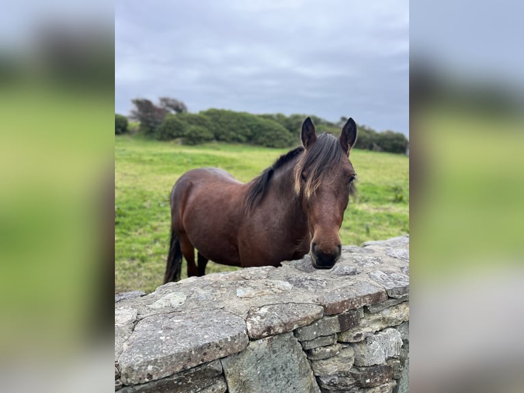 Kuc Connemara Wałach 3 lat 140 cm Ciemnogniada in Bantry
