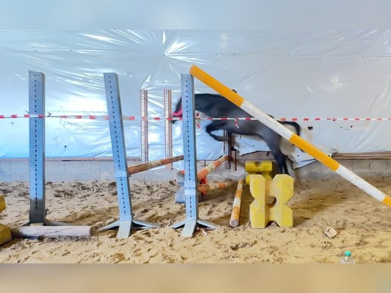 Kuc Connemara Wałach 3 lat 144 cm Karodereszowata in Lisberg