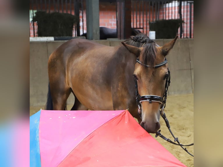 Kuc Connemara Wałach 3 lat 147 cm Bułana in Uelsen