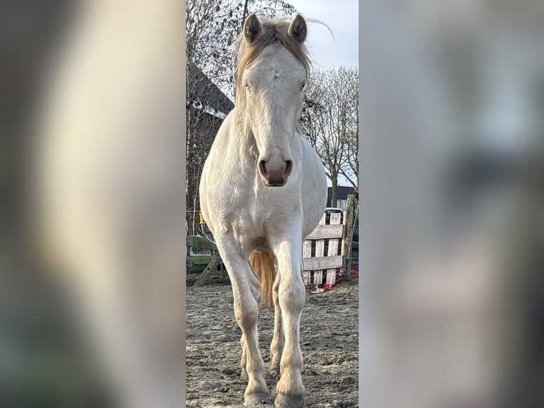 Kuc Connemara Wałach 3 lat 147 cm Cremello in Zwartewaal