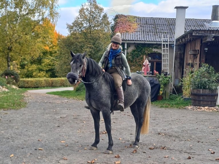 Kuc Connemara Wałach 3 lat 148 cm Karosiwa in Boppard