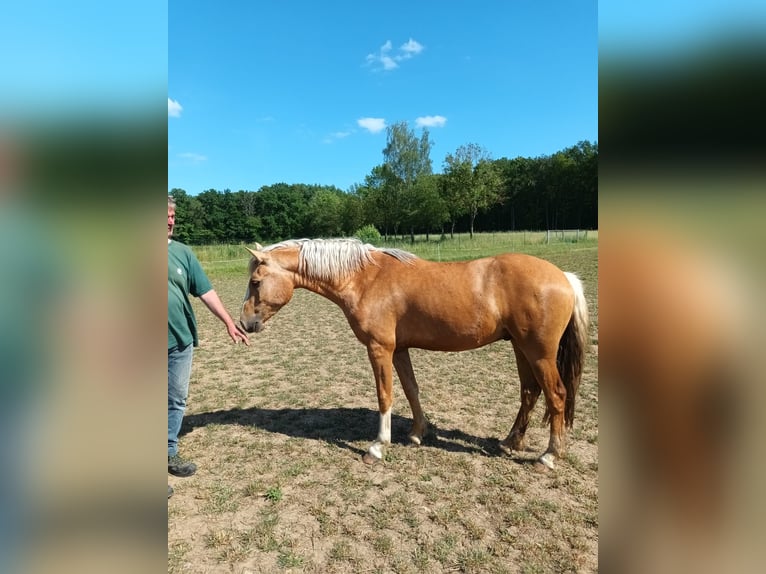 Kuc Connemara Wałach 3 lat 155 cm Izabelowata in Vögnitz