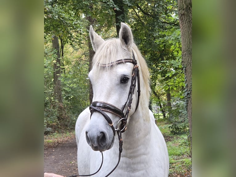 Kuc Connemara Wałach 3 lat 157 cm Siwa in Wachtendonk