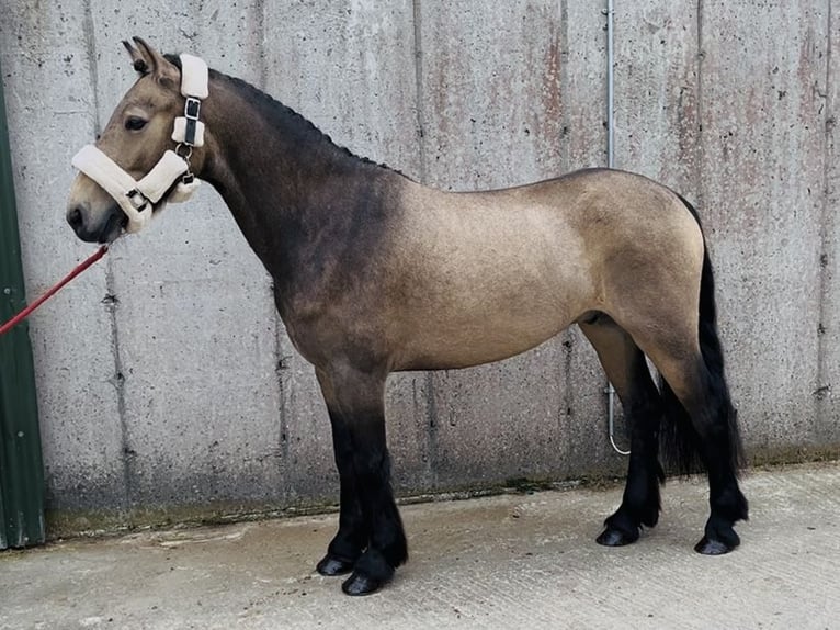 Kuc Connemara Wałach 4 lat 138 cm Bułana in Sligo