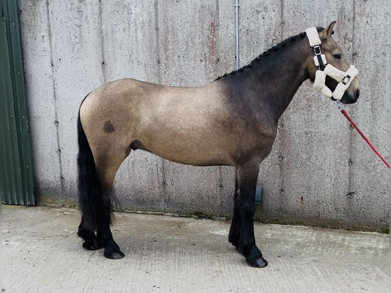 Kuc Connemara Wałach 4 lat 138 cm Bułana in Sligo