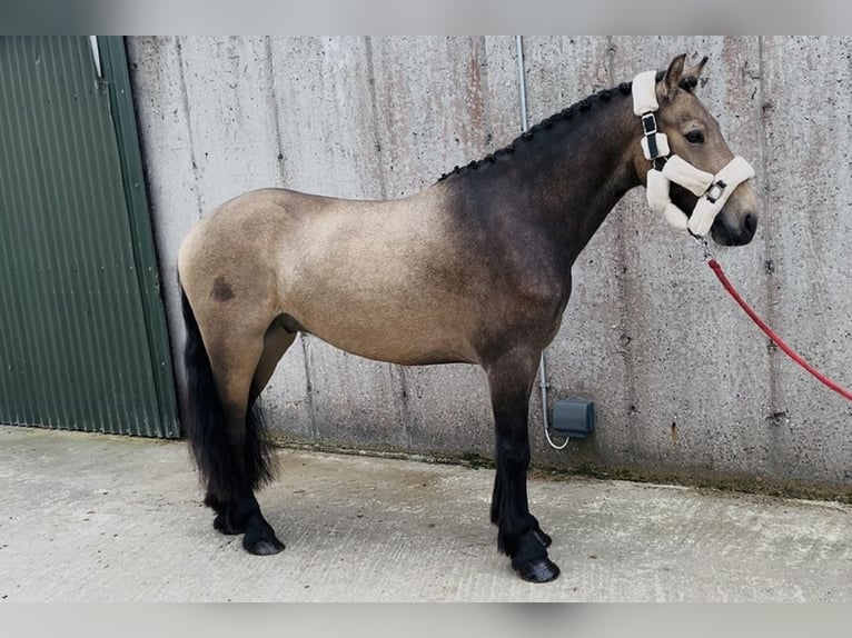 Kuc Connemara Wałach 4 lat 138 cm Bułana in Sligo