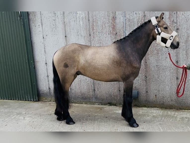 Kuc Connemara Wałach 4 lat 138 cm Bułana in Sligo