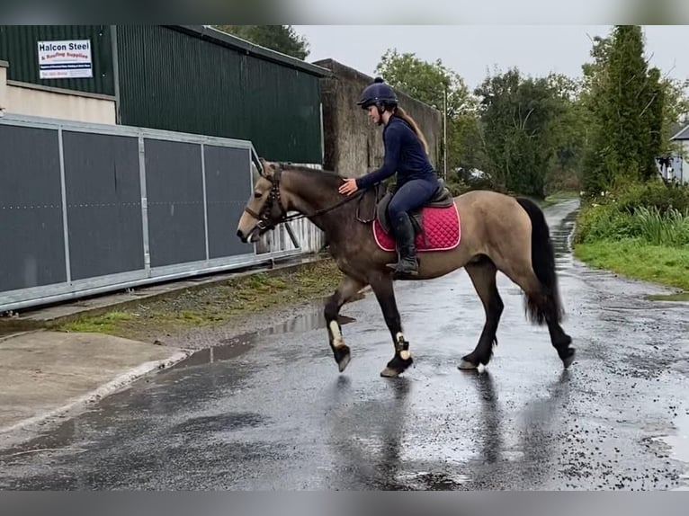 Kuc Connemara Wałach 4 lat 138 cm Bułana in Sligo
