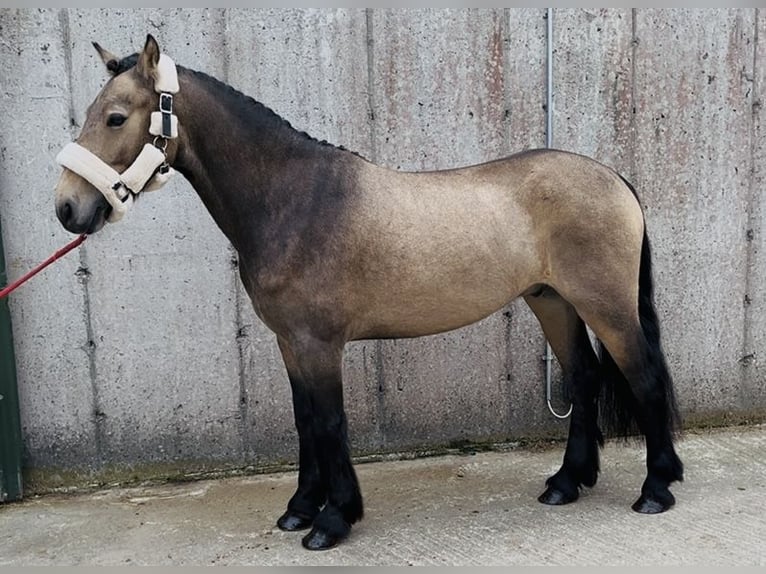 Kuc Connemara Wałach 4 lat 138 cm Bułana in Sligo