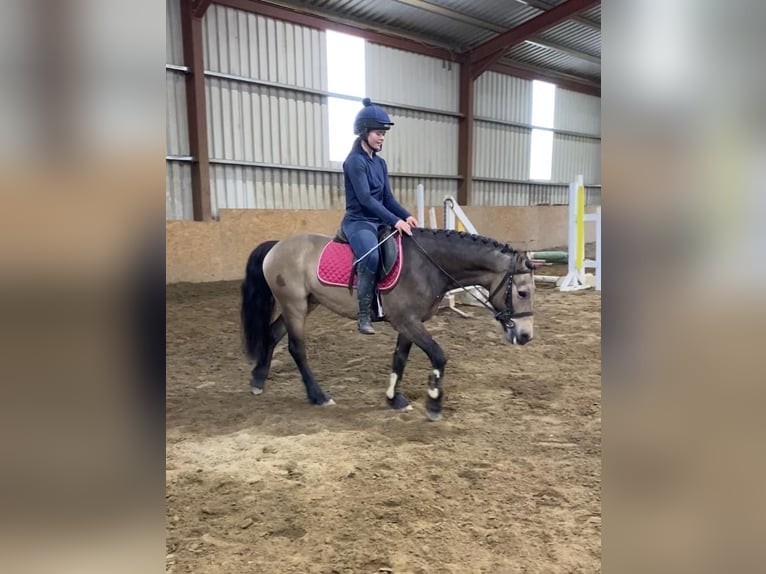Kuc Connemara Wałach 4 lat 138 cm Bułana in Sligo