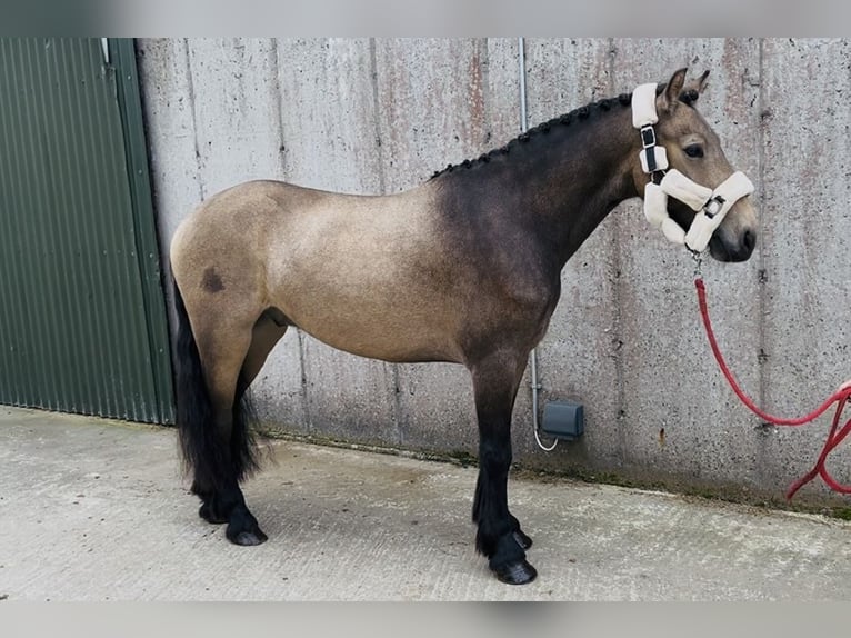 Kuc Connemara Wałach 4 lat 138 cm Bułana in Sligo