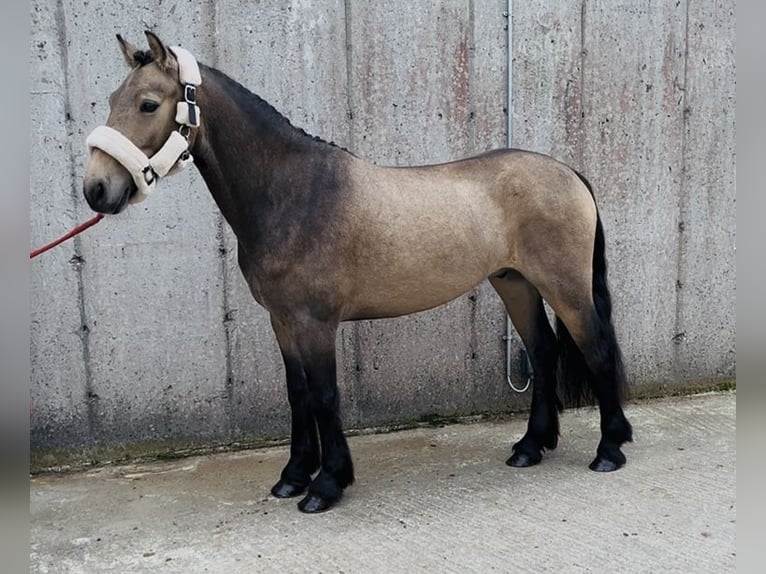 Kuc Connemara Wałach 4 lat 138 cm Bułana in Sligo