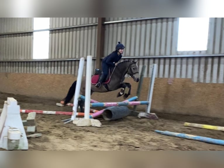 Kuc Connemara Wałach 4 lat 138 cm Bułana in Sligo