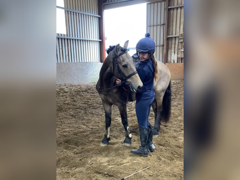 Kuc Connemara Wałach 4 lat 138 cm Bułana in Sligo