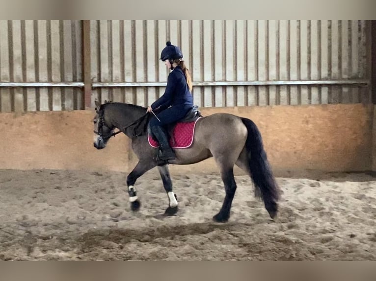Kuc Connemara Wałach 4 lat 138 cm Bułana in Sligo