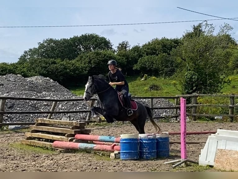 Kuc Connemara Wałach 4 lat 138 cm in Sligo