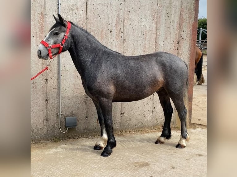 Kuc Connemara Wałach 4 lat 138 cm in Sligo