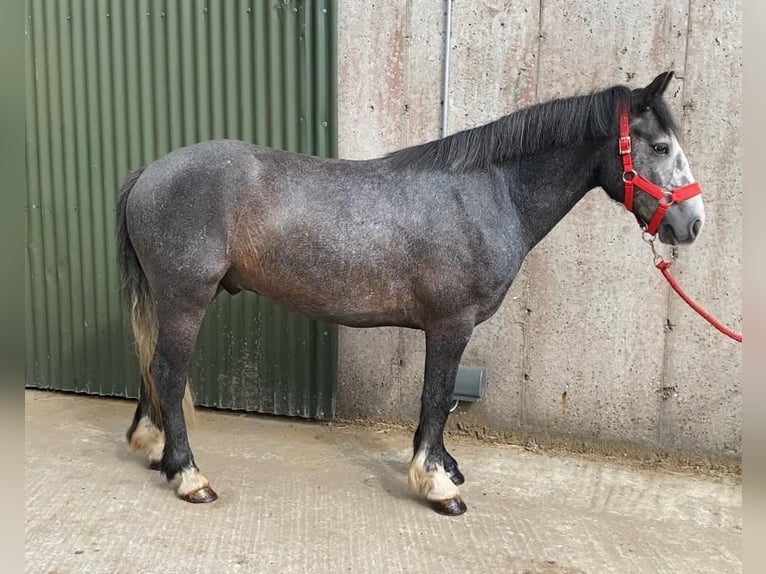 Kuc Connemara Wałach 4 lat 138 cm in Sligo