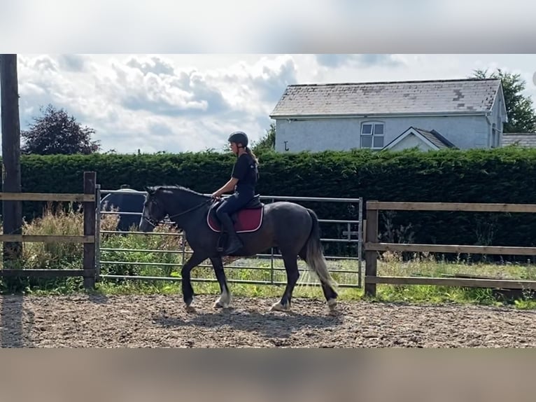 Kuc Connemara Wałach 4 lat 138 cm in Sligo