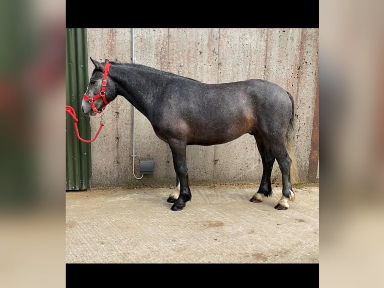 Kuc Connemara Wałach 4 lat 138 cm in Sligo