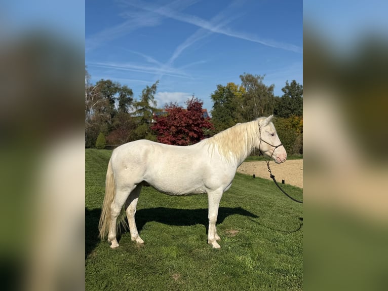 Kuc Connemara Mix Wałach 4 lat 144 cm Siwa in Achstetten