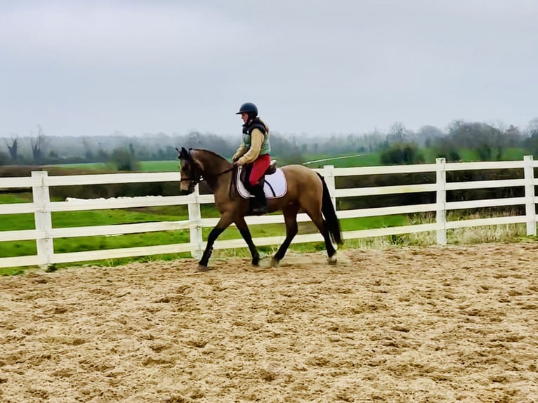 Kuc Connemara Wałach 4 lat 145 cm Bułana in Mountrath