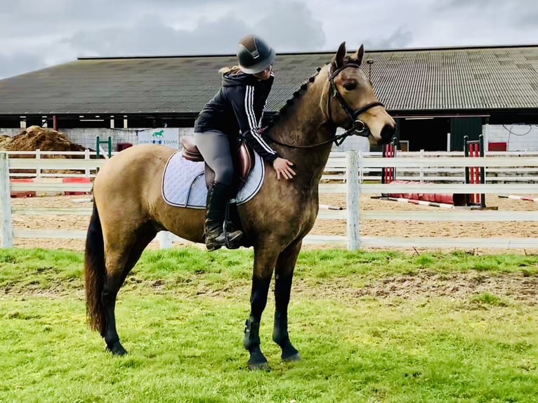 Kuc Connemara Wałach 4 lat 145 cm Bułana in Mountrath