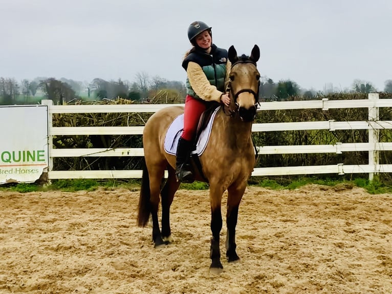 Kuc Connemara Wałach 4 lat 145 cm Bułana in Mountrath